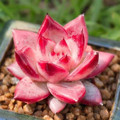 How To Grow Echeveria Agavoides Romeo Guridio