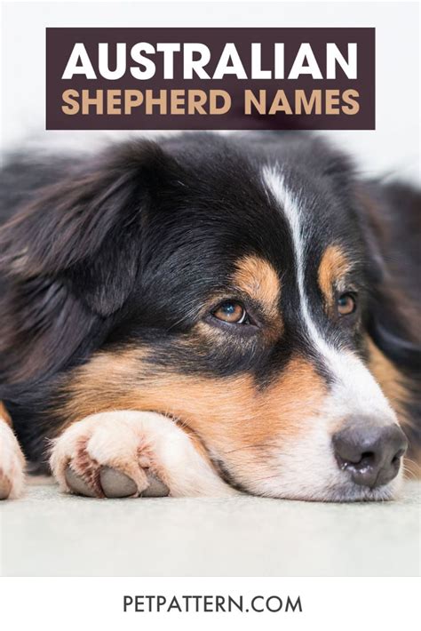 Australian Shepherd Names Best Dog Names Australian Shepherd Names