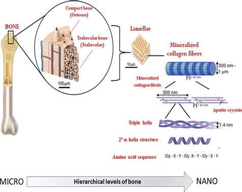 Hierarchical Organization Of Bone From The Micro To The Nanoscale All