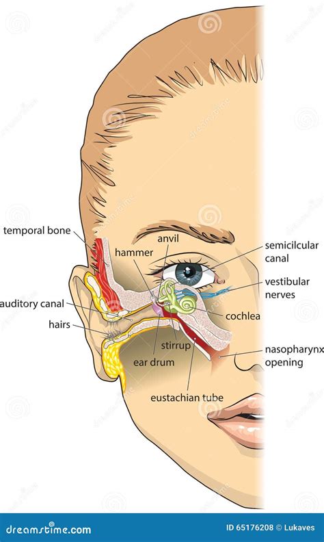 Ear anatomy stock vector. Illustration of auditory, anatomy - 65176208