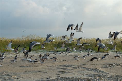 Seagulls Flying Free Stock Photo - Public Domain Pictures