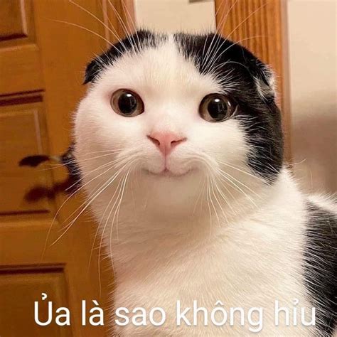 Meme Không Hiểu Funny Kittens Động Vật Dễ Thương Nhất Động Vật Ngộ