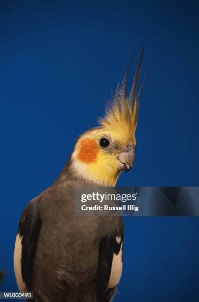 319 Cockatiel Colors Stock Photos, High-Res Pictures, and Images - Getty Images