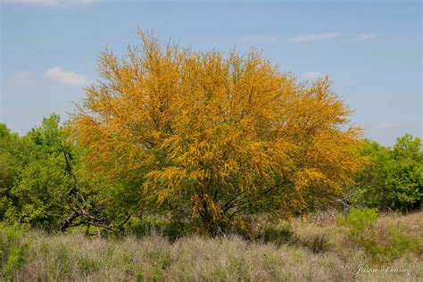 Sweet Acacia Huisache Acacia farnesiana 10 Seeds