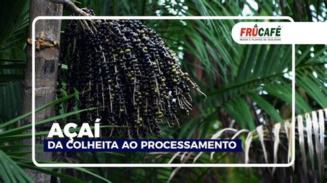 A A Da Colheita Ao Processamento Como Fazer Corretamente Dicas