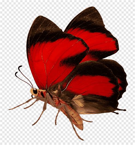 Descarga Gratis Mariposas Mariposa Roja Y Negra Png PNGEgg