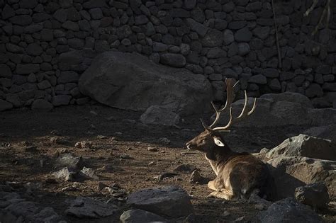 Armenia Yerevan Animal Zoo Travel Tourism Deer Pikist