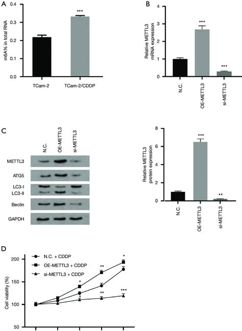 Upregulation Of Mettl3 Expression In Tcam 2 Cells Is Associated With