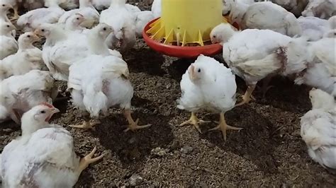 Ayam Broiler Umur 26 Hari Bobot 1530 Gram Kandang Close House 6000