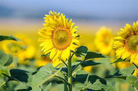 Free Images Landscape Nature Sky Field Farm Meadow Prairie