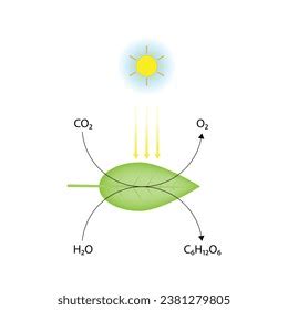 Photosynthesis Process Photosynthesis Equation Formula Biology Stock Vector (Royalty Free ...