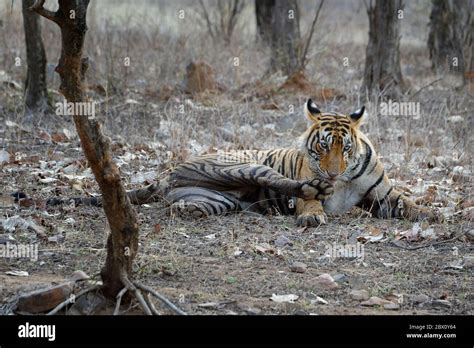 Female Bengal Tiger Panthera Tigris Tigris Ranthambhore National Park Rajasthan India Stock