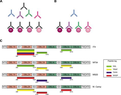 Figures And Data In Analysis Of Allelic Cross Reactivity Of Monoclonal