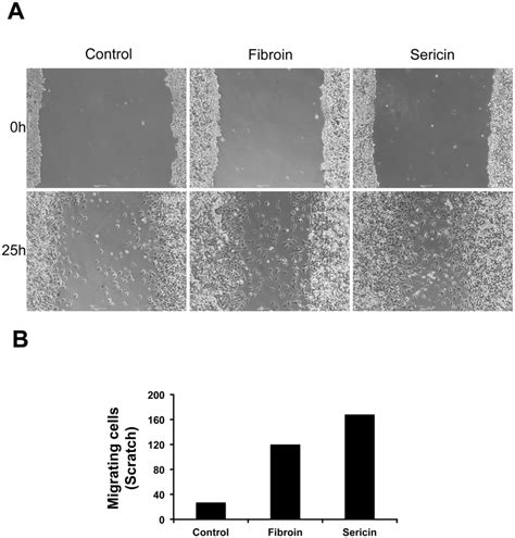 Fibroin And Sericin Induce Motility In Mda Mb Cells A Wound