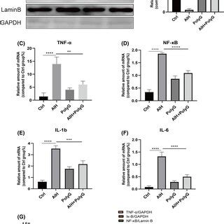 The Protein Expression And MRNA Levels Of Inflammatory Factors In The