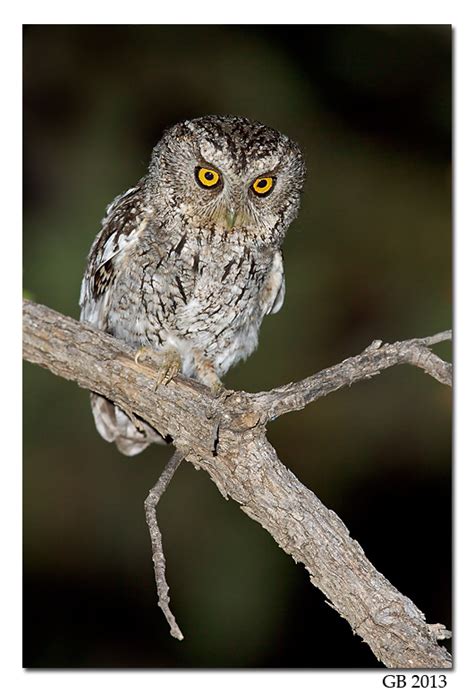 Whiskered Screech Owl