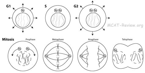 Mitosis Interphase G1 S G2