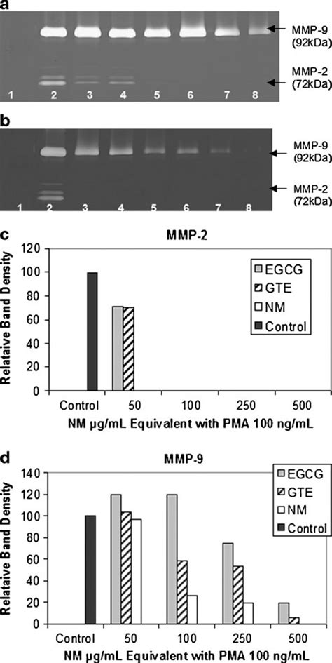 Comparative Effects Of Egcg Gte And Nm On Mmp And Mmp Expression