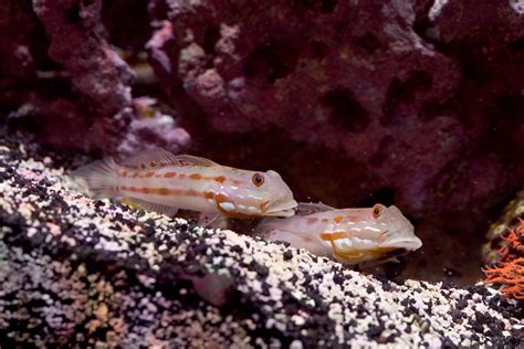 Diamond Watchman Gobies - A Breeding Adventure | Reef2Reef