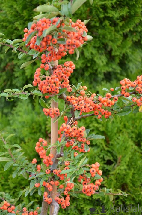 Pyracantha Orange Glow Ognik