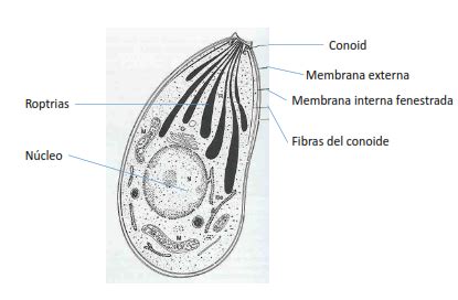 Fichas De Aprendizaje Toxoplasmosis Toxoplasma Gondii Quizlet