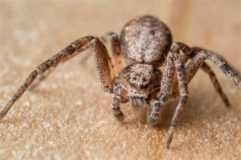 Running Crab Spider Philodromidae Tim Garlick Flickr