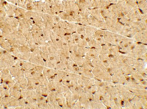 ppargca antibody   ds rockland