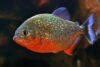 Red Bellied Piranha Serrasalmus Nattereri Sims Tropical Fish