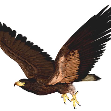 Hawk clipart line art, Hawk line art Transparent FREE for download on ...