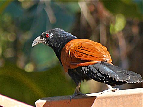 Greater Coucal Project Noah