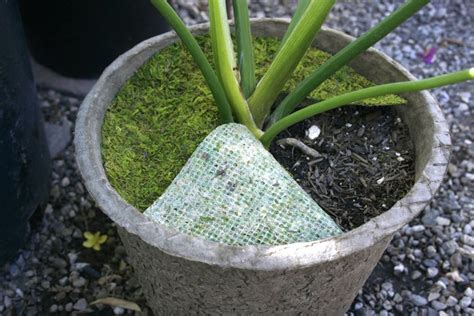 Moss Mat Preserved Moss Sheets Moss Basket Liner 14 Set Of 3 Mosses Basket Basket