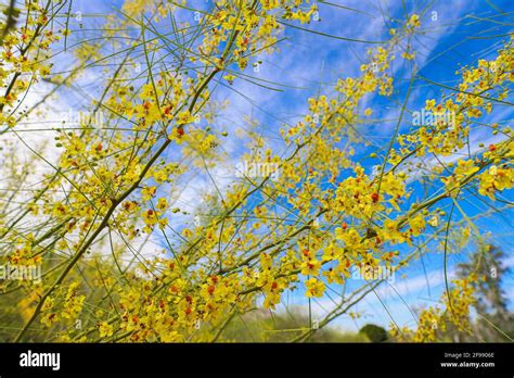 Blue Sky And Yellow Flowers Of The Palo Verde Tree El Espinillo Or