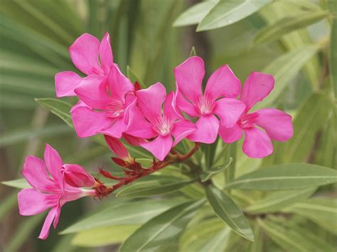 Oleander Nerium Krzew Darmowe Zdjęcie Na Pixabay Pixabay