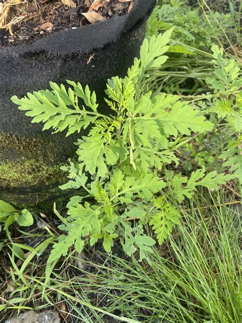 Common Ragweed From Long Island Ridge Ny Us On June 23 2021 At 07