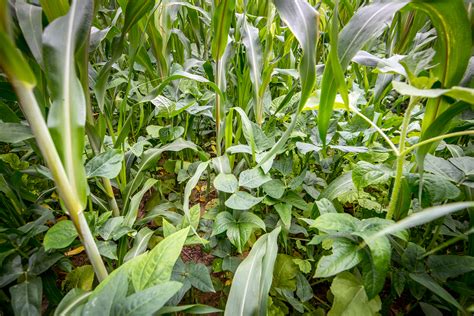 Cover Crop Selection For Vegetable Growers Umn Extension