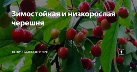 Зимостойкая и низкорослая черешня | НЕскучный сад в Питере | Дзен