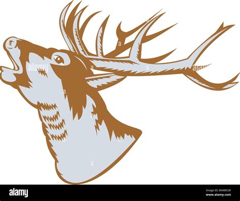 Illustration Of A Stag Deer Buck Roaring On White Background Stock Vector Image And Art Alamy