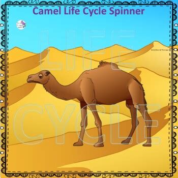 Camel (Life Cycle Spinner) by Donna Thompson | Teachers Pay Teachers