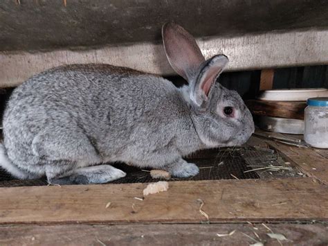 Продам Кроликів породы Термонівські білі: 110 грн. - Сільгосп тварини ...