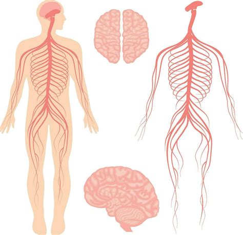 Human Brain And Central And Peripheral Nervous System For Doctors And