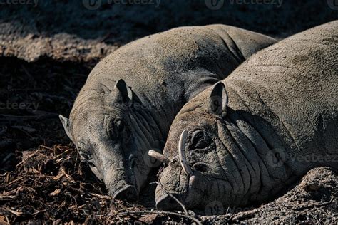 A special kind of pig from the Zoo 9735530 Stock Photo at Vecteezy