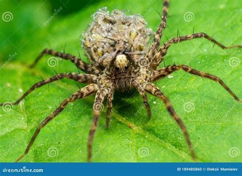 Female Wolf Spider with Children, Wolf Spiders are Members of the ...