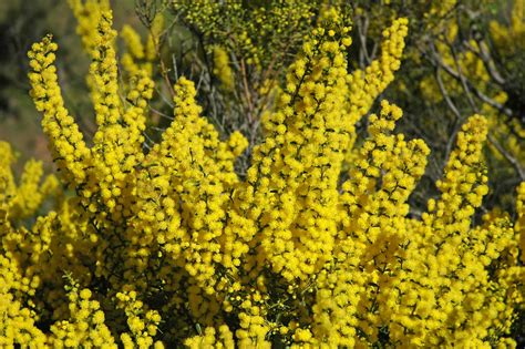 Acacia Pycnantha Golden Wattle Sellicks Hill Fleurieu Flickr