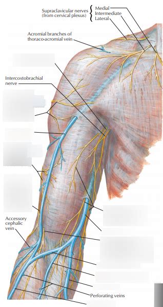 Superficial Veins And Cutaneous Nerves Of Upper Arm Diagram Quizlet