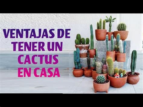 Beneficios De Tener Cactus En La Casa YouTube