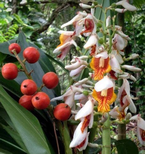 Alpinia Mutica Small Shell Ginger False Cardamom Ginger Seeds