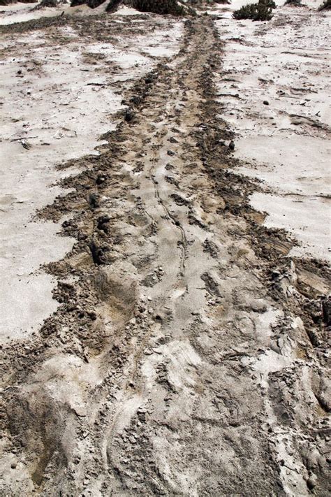 Tracce Di Tartaruga Di Mare Che Fanno Le Uova Cipro Immagine Stock