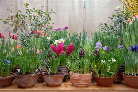 What To Know About Planting Bulbs in Pots | The Family Handyman