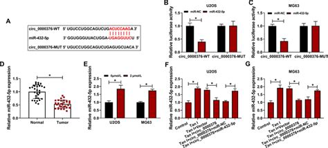 Circ Interacts With Mir P In Os Cells A Starbase Software