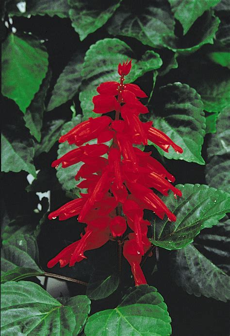 Salvia Red Hot Sally Ii Maple Park Farm